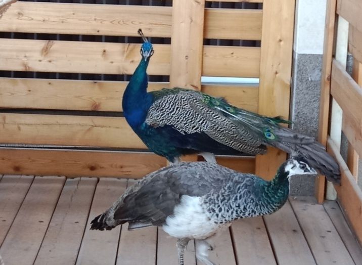 Продам очень красивых павлин