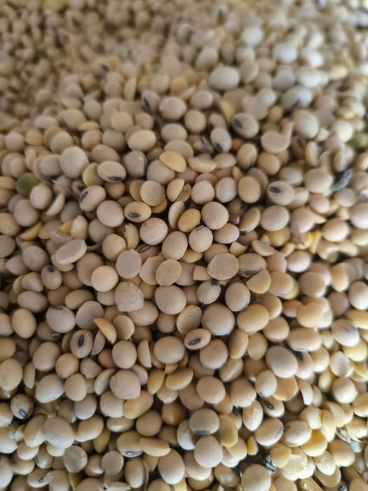 Соя ( соевые бобы)