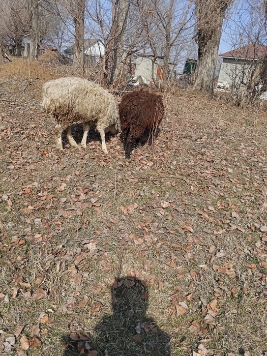 Қошқар мен тоқты сатылады