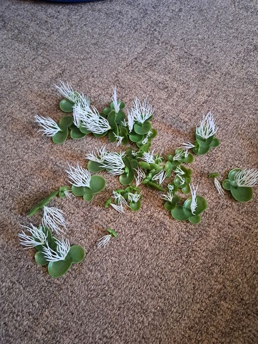 Plante de suprafață pentru acvariu