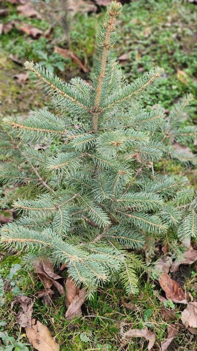 Tezkor Chegirma! Скидка! голубая ель елка | ел | archa | арча | el