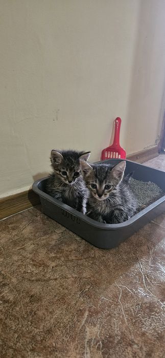 Котята красивые в добрые руки