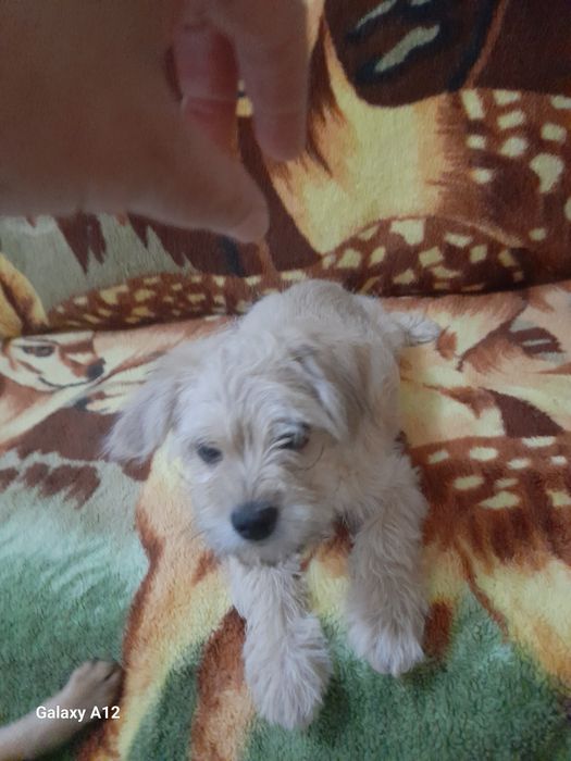 Продается щенок-девочка, метис пекинеса и йорка