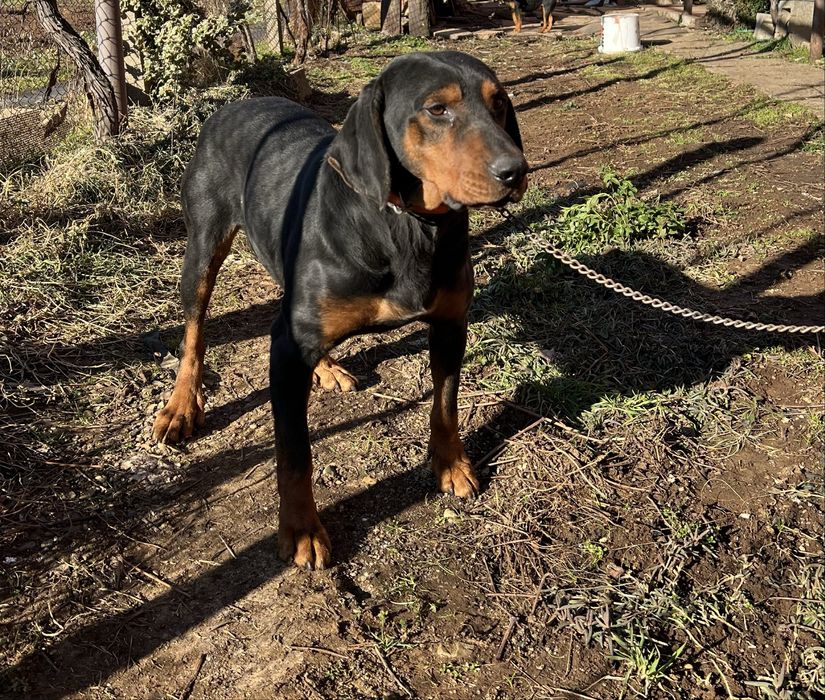 Продавам  зайчар