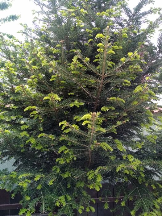 Sirop de mugur de brad la 1 litru