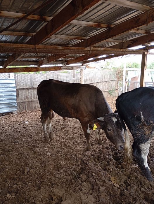 Бык породой швед