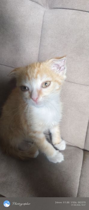 Вислоушка девочка котенок