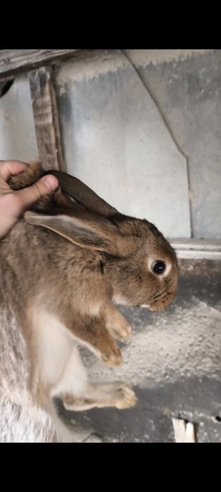 Продам крольчат.