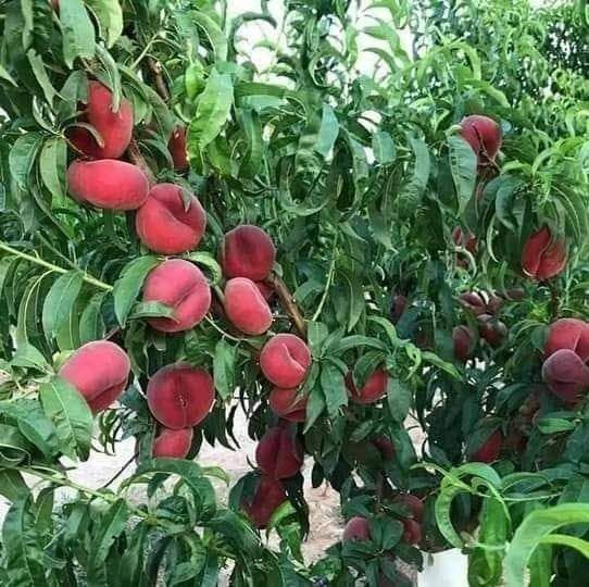 Мевалик кучатлар бор