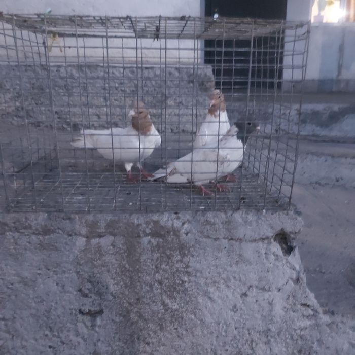 Голавастики 3 штук 10000тг