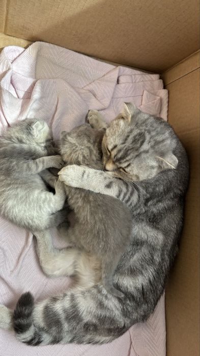 Котята породистые