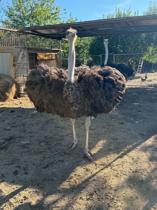 Vând  struți varsta 1 an