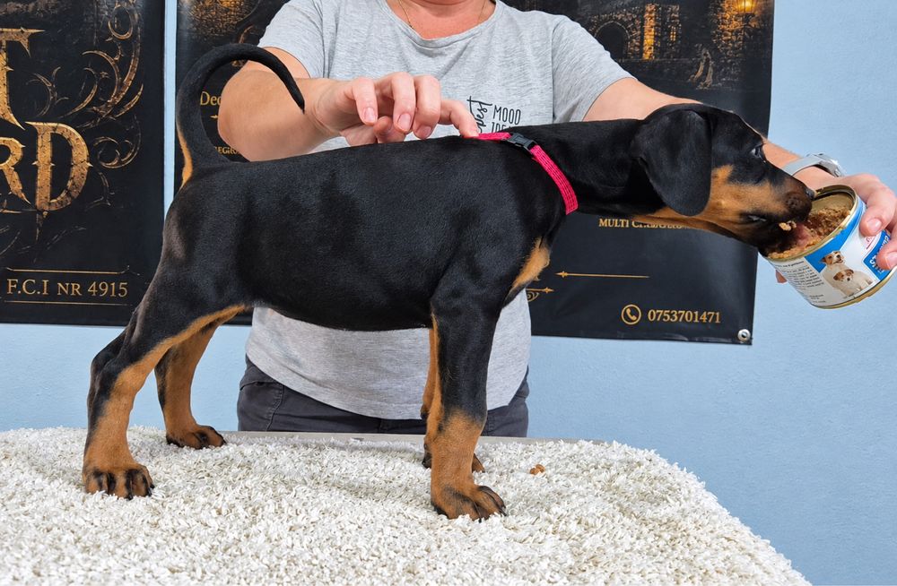 Dobermann.