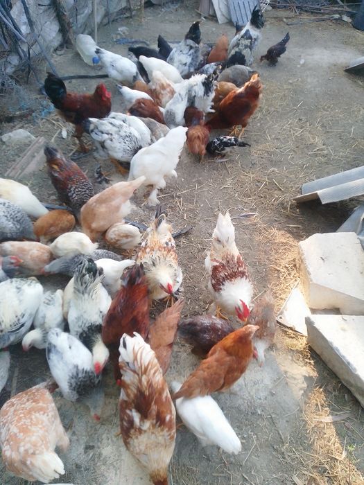 Cocoși și puici,  găini de vânzare