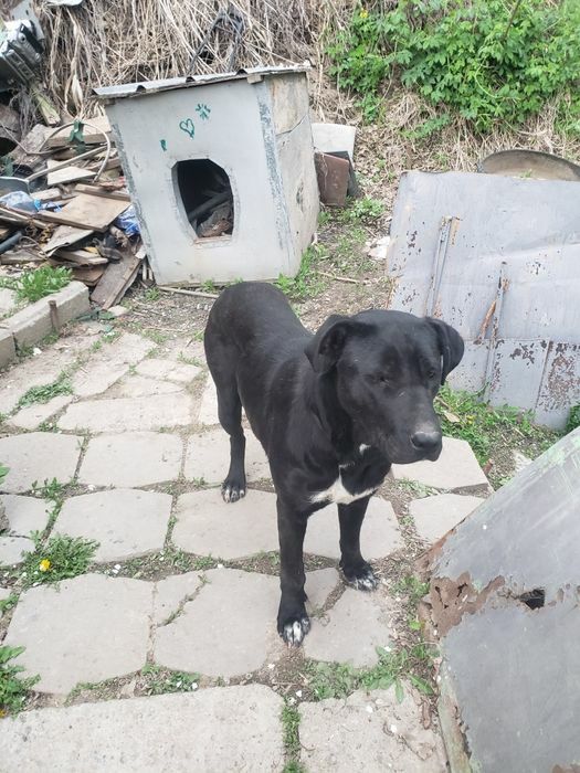 Приму корм в помощь