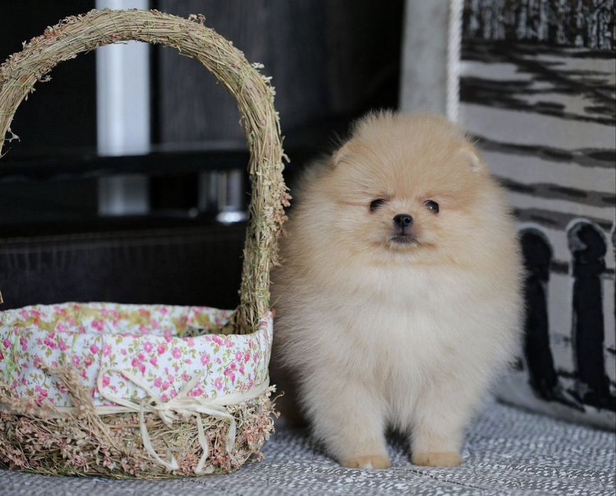 Щпиц померанский с документами рассрочка