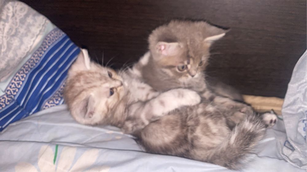 Продам катят срочно