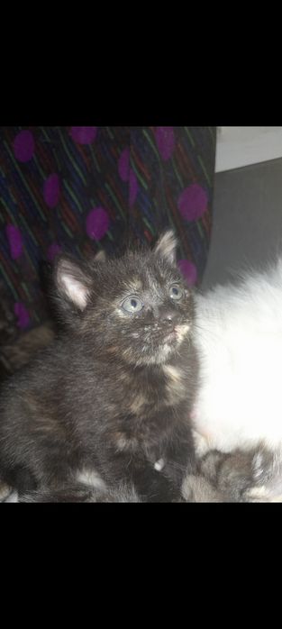 Отдадим котят в добрые руки