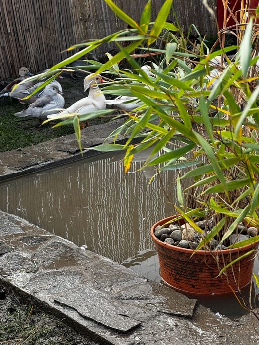 Perechi rațe exotice