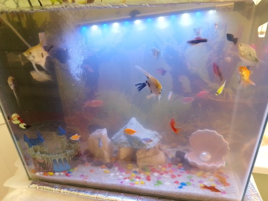 Аквариум с рыбками
