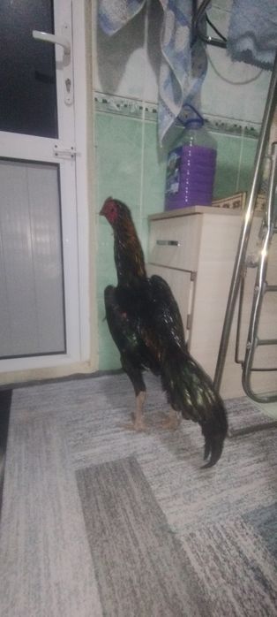 Dakan xoʻroz sotiladi