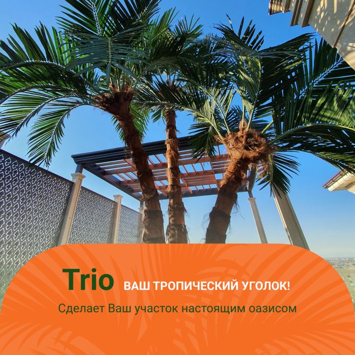 Suniy daraxt palma , restoran uchun palma , katta palmalar