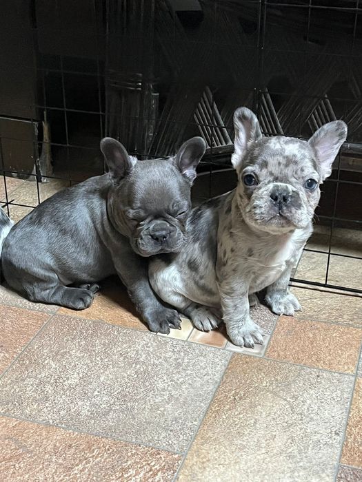 Французские бульдоги мальчики и девочки