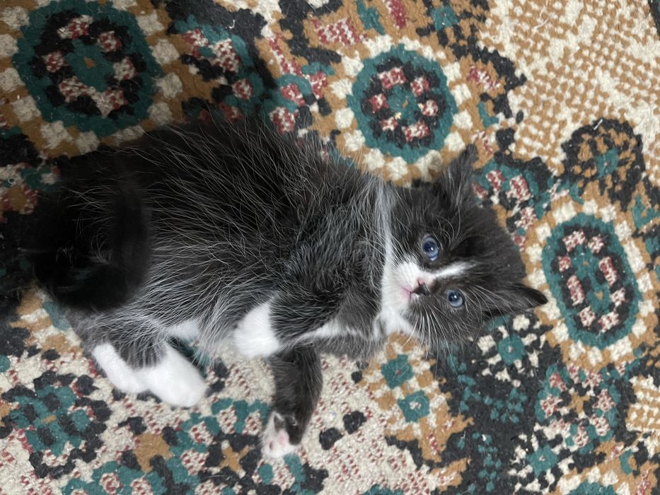 Котёнок мальчикК