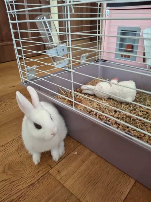 Зайче заедно с клетка