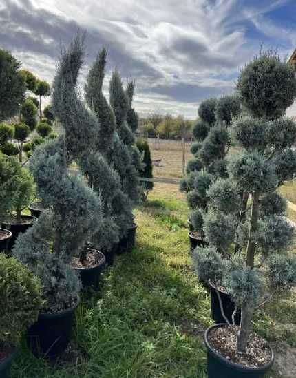 Plante Verzi de Pepinieră – Echipa Noastră Asigură Montajul