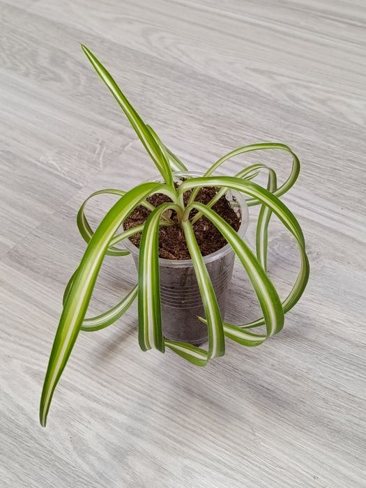 Продам домашние растения