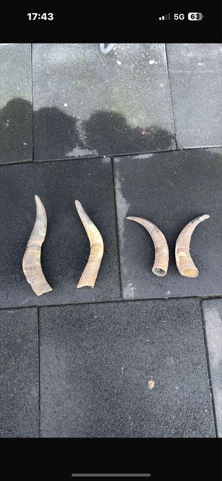 Vand coarne decorstive mostenite bunici pt traditii sau alte spectacol