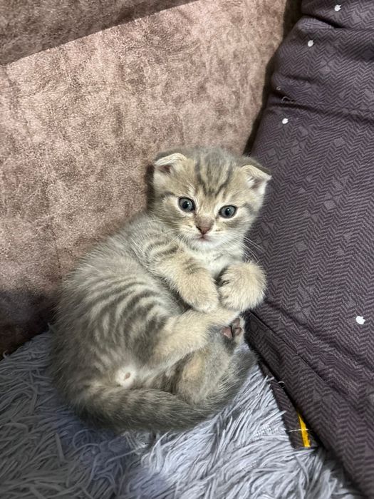 Продам мальенкую котенка
