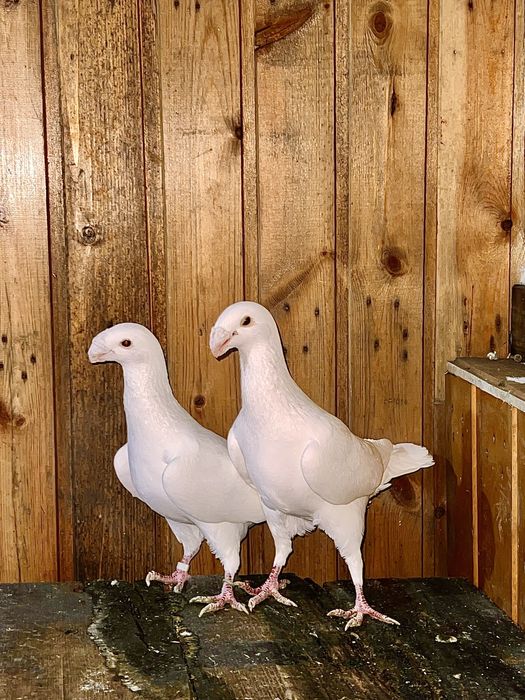 Продам голубей выстовочные немцы