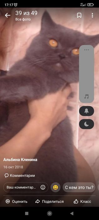 Шотланский .1 месяц.Приучены.