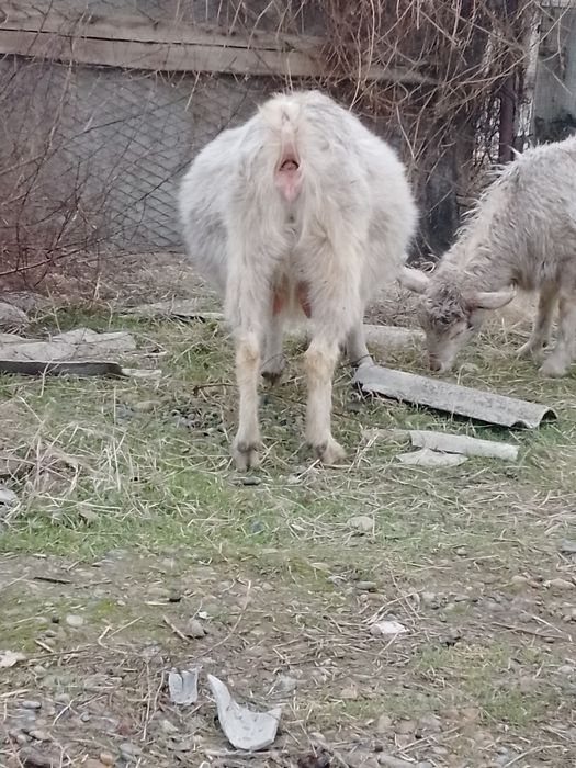 Козы дойные двух-трёх лет