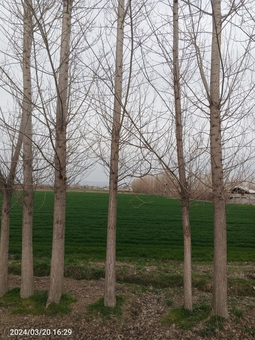 Kaliforniya daraxtlari sotiladi