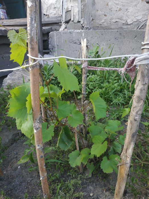 Продам участок с домом в центре