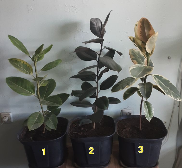 Фикус разных сортов