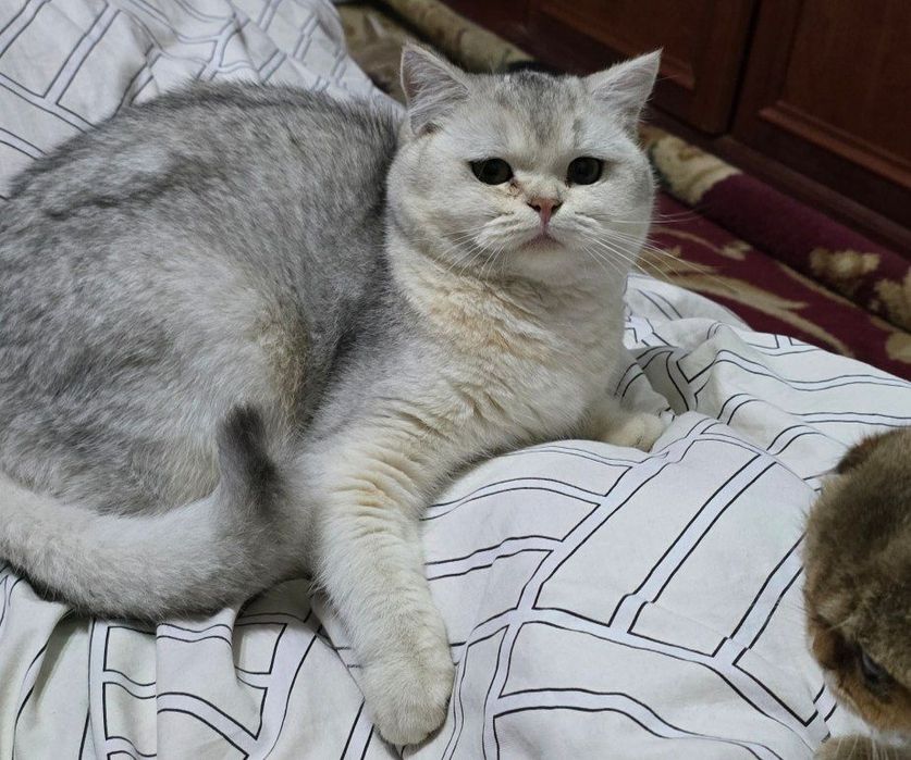 Britanski serebristi shinshilla