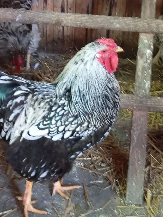 Cucoși Yandotte de vânzara din 2025