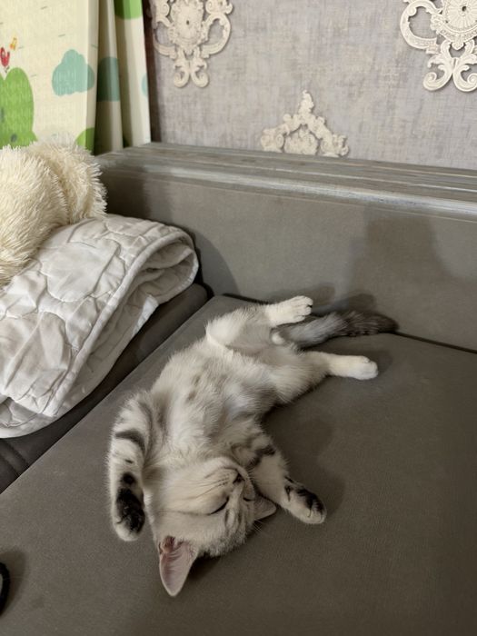 Котенок британский