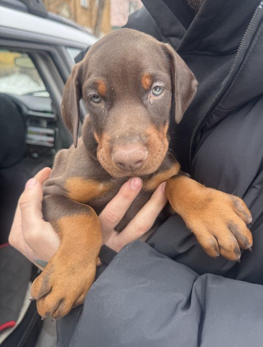 Щенки Доберман, полныц пакет документов
