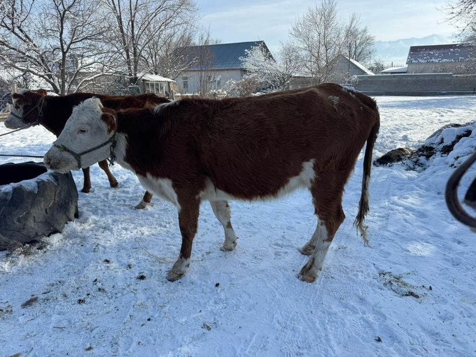 Продам коров белоголовые