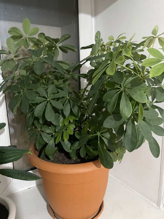 Цветы  Драцена и Шефлера