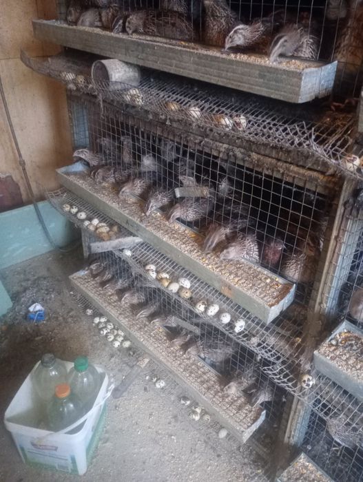 0.90€-Мъжки пъдпъдъци  .