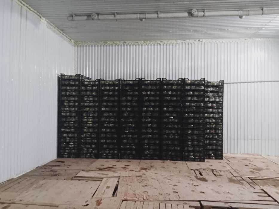 Капуста сатылат 100тг яашик оптом