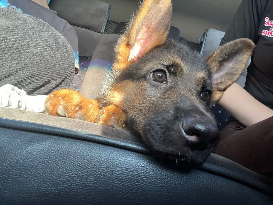 Продается щенок немецкой овчарки