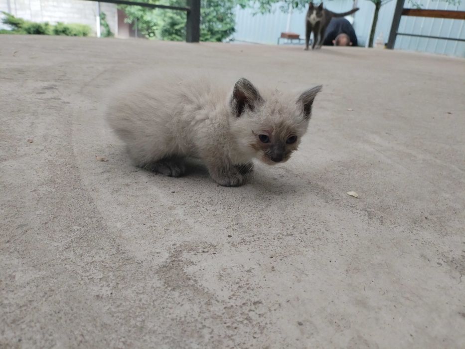 Отдам котят в добрые руки