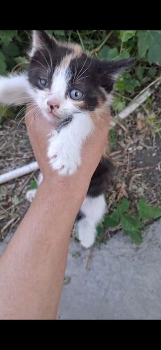 Маленькие котята